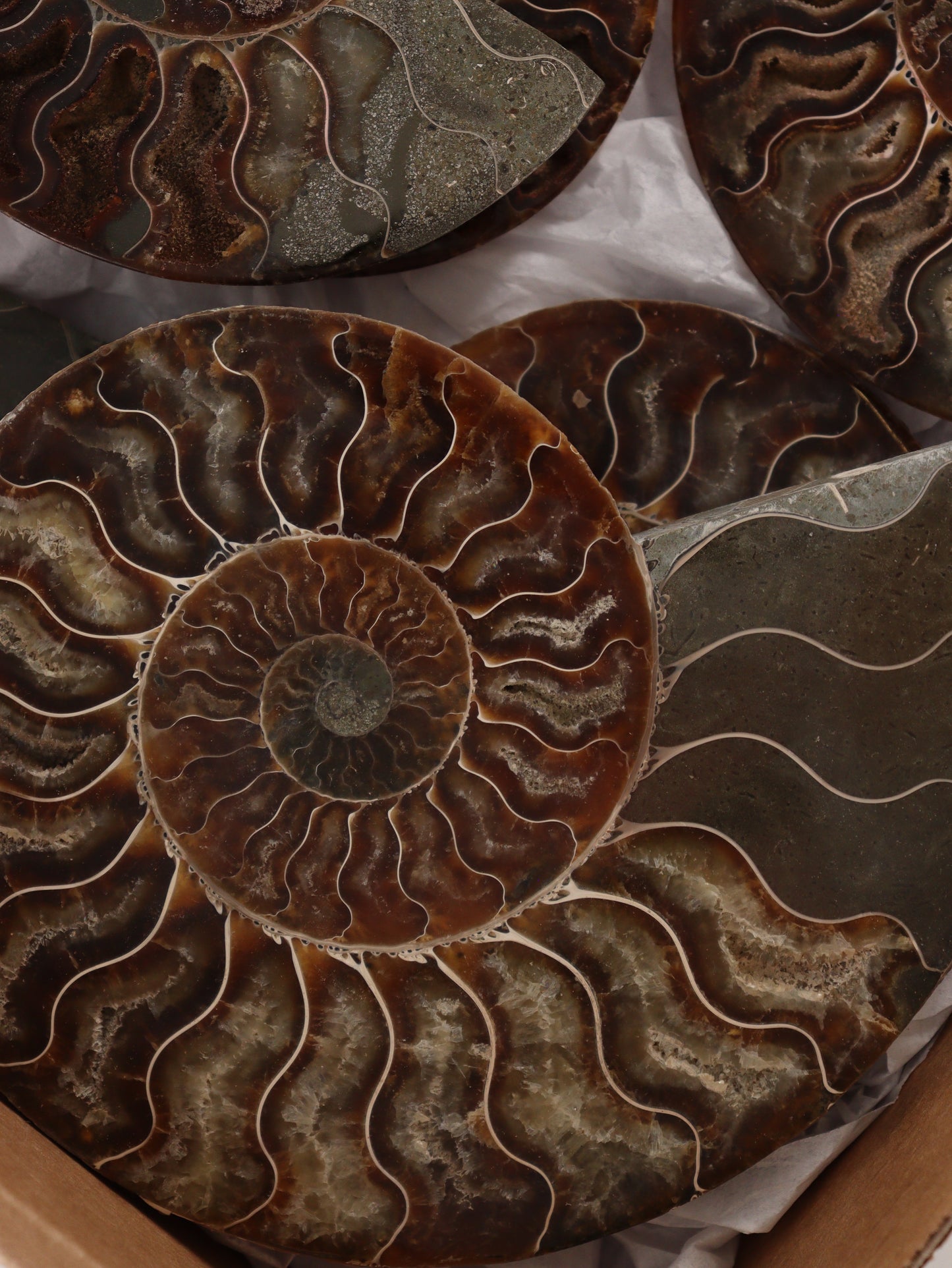 Ammonite Pairs Set of 4