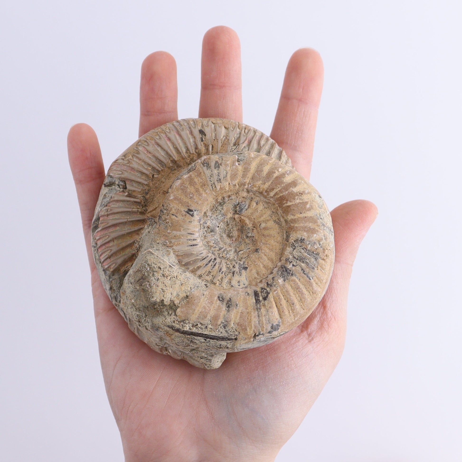 Fossilized Ammonite Set of 9 - Expert Wholesale and Supplier of Wholesale Crystals & Bulk Gemstones, ["Ammonite","Fossilized Ammonite","Madagascar"]