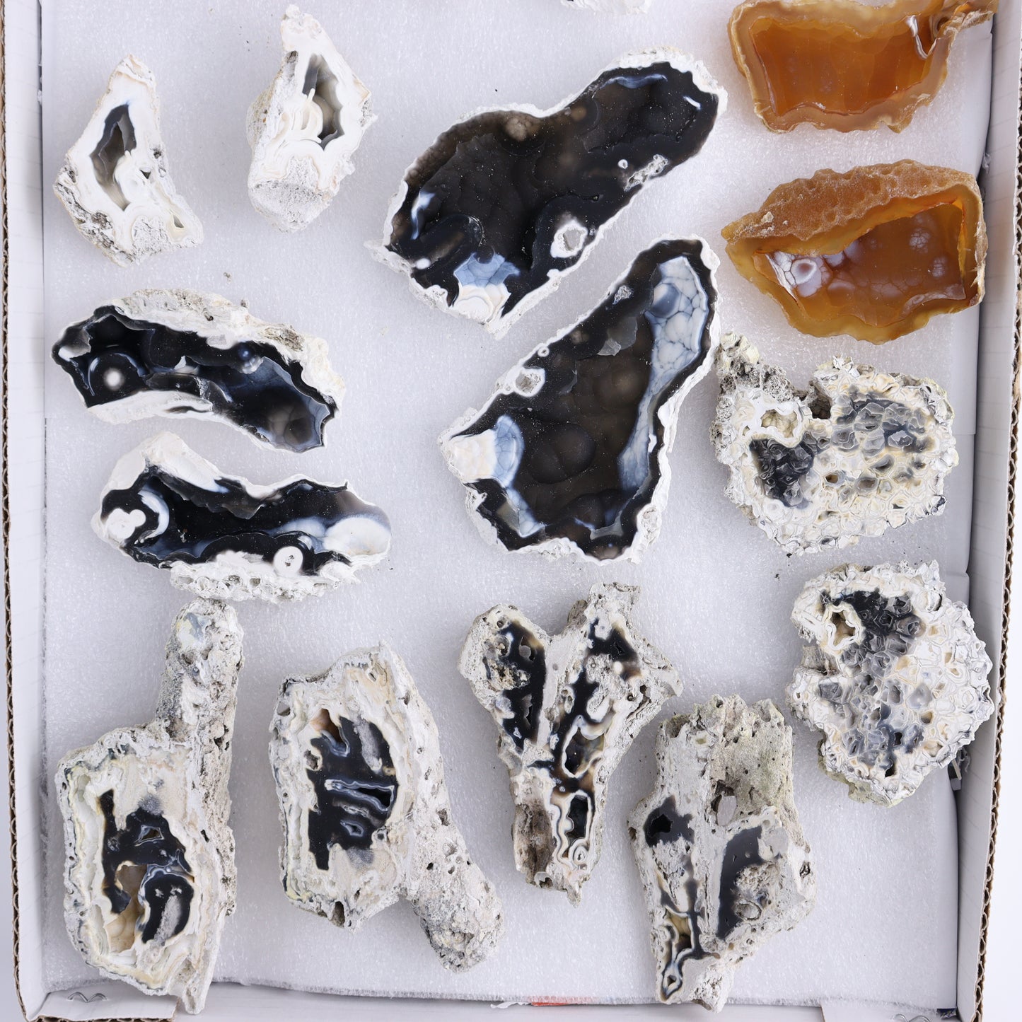 Agatized Coral Flat - Expert Wholesale and Supplier of Wholesale Crystals & Bulk Gemstones, ["Agate","Agatized Coral","Coral","United States"]