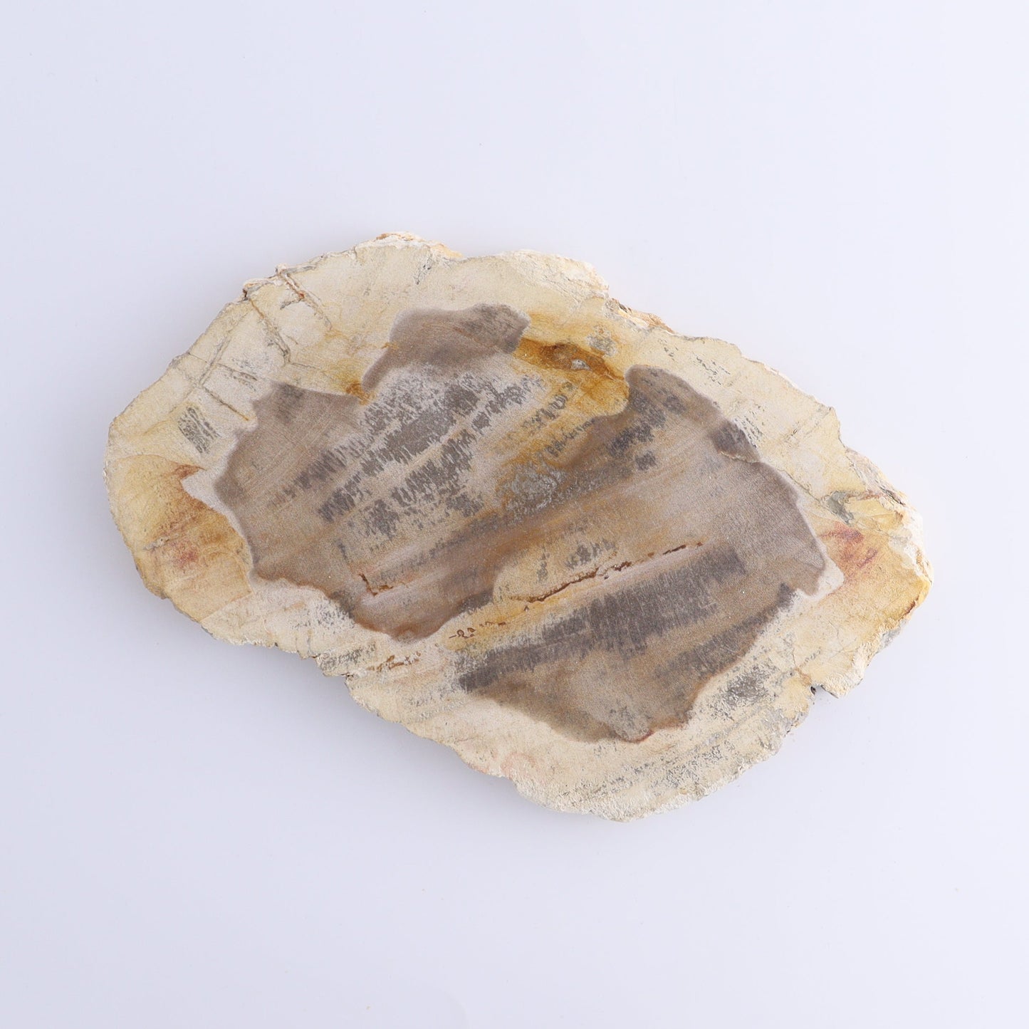 Petrified Wood Slices & Slabs Set of 3 - Expert Wholesale and Supplier of Wholesale Crystals & Bulk Gemstones, ["Freeforms","Indonesia","Petrified Wood","Slices and Slabs"]