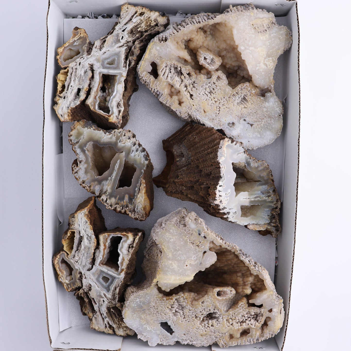 Agatized Coral Flat - Expert Wholesale and Supplier of Wholesale Crystals & Bulk Gemstones, ["Agate","Agatized Coral","Coral","United States"]