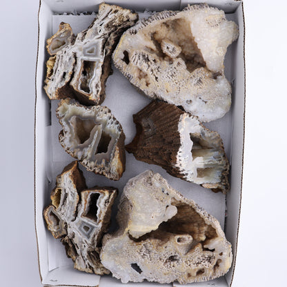 Agatized Coral Flat - Expert Wholesale and Supplier of Wholesale Crystals & Bulk Gemstones, ["Agate","Agatized Coral","Coral","United States"]