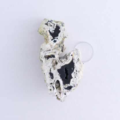 Agatized Coral Flat - Expert Wholesale and Supplier of Wholesale Crystals & Bulk Gemstones, ["Agate","Agatized Coral","Coral","United States"]