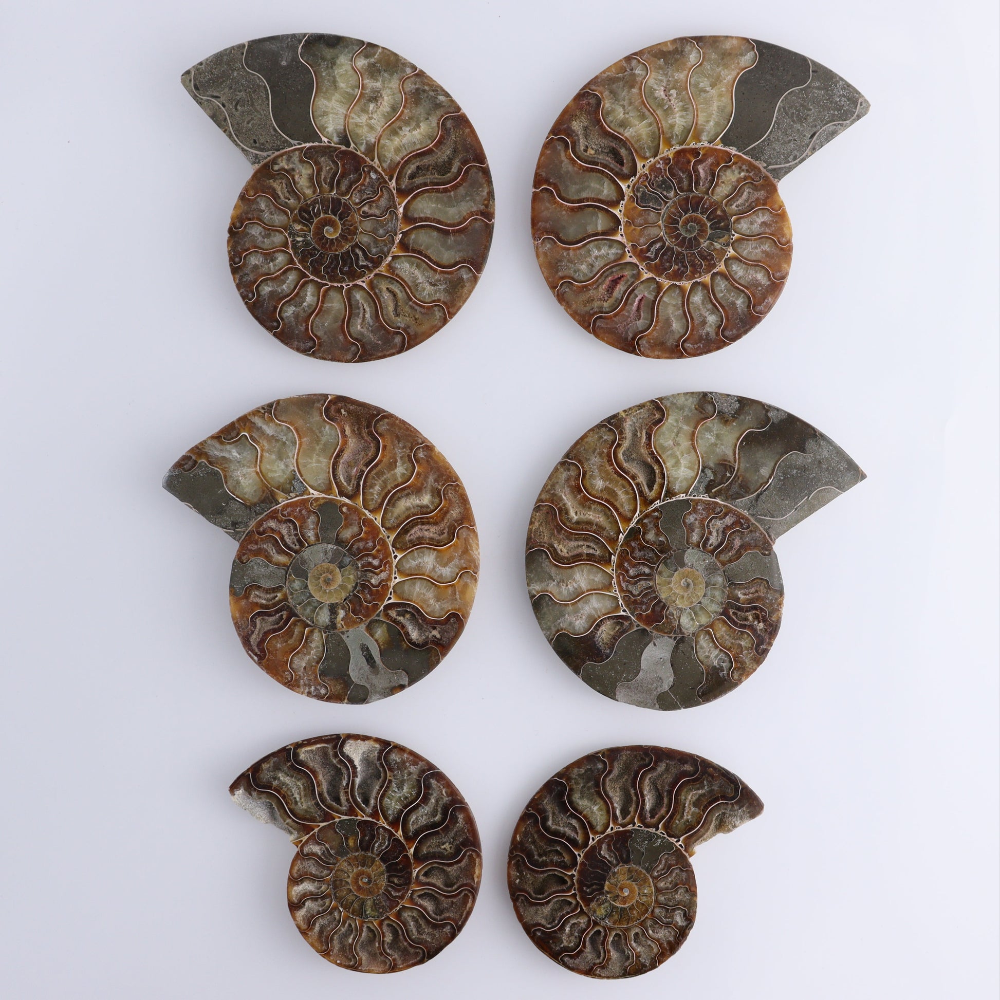 Ammonite Shells Set of 6 - Expert Wholesale and Supplier of Wholesale Crystals & Bulk Gemstones, ["Ammonite","Madagascar","shells"]