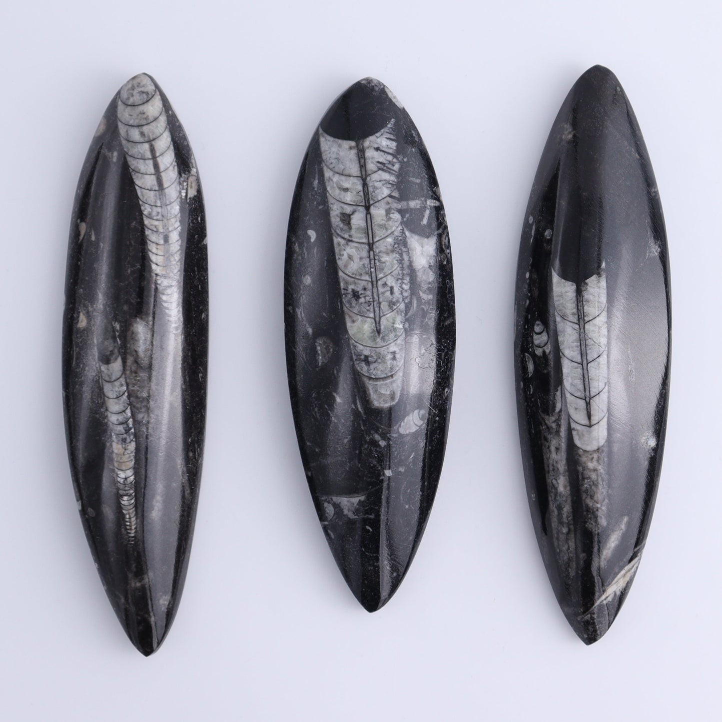 Orthoceras Polished Set of 5 - Expert Wholesale and Supplier of Wholesale Crystals & Bulk Gemstones, ["Orthoceras","Polished"]