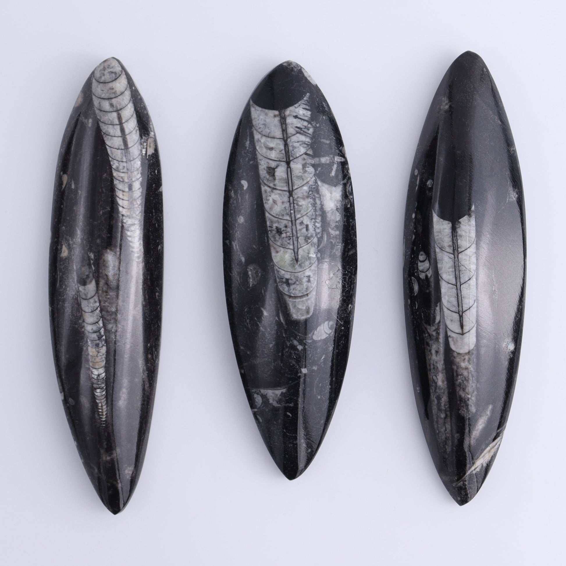 Orthoceras Polished Set of 5 - Expert Wholesale and Supplier of Wholesale Crystals & Bulk Gemstones, ["Orthoceras","Polished"]