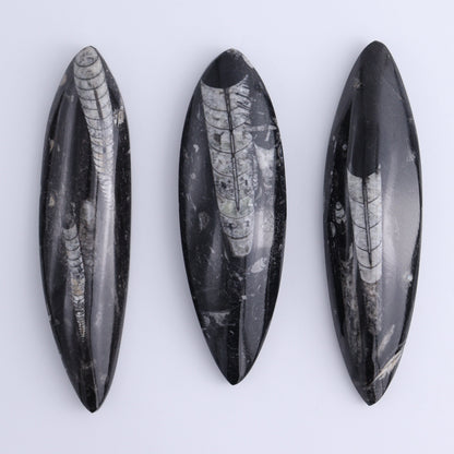 Orthoceras Polished Set of 5 - Expert Wholesale and Supplier of Wholesale Crystals & Bulk Gemstones, ["Orthoceras","Polished"]