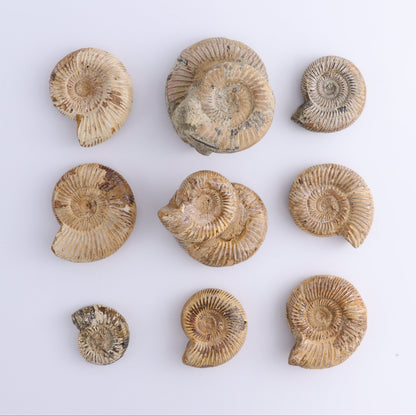 Fossilized Ammonite Set of 9 - Expert Wholesale and Supplier of Wholesale Crystals & Bulk Gemstones, ["Ammonite","Fossilized Ammonite","Madagascar"]