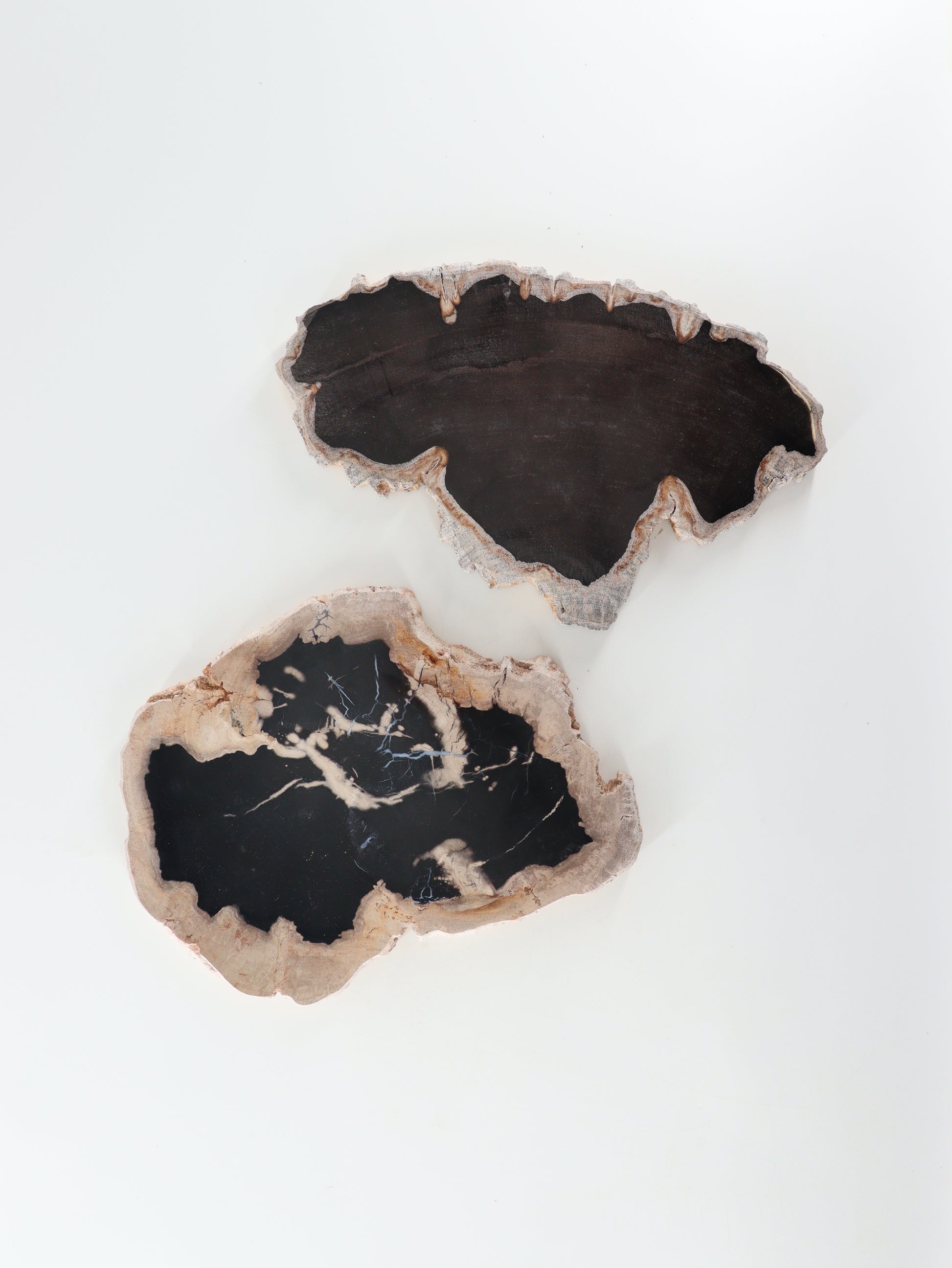 Petrified Wood Slices and Slabs Set of 2 - Expert Wholesale and Supplier of Wholesale Crystals & Bulk Gemstones, []