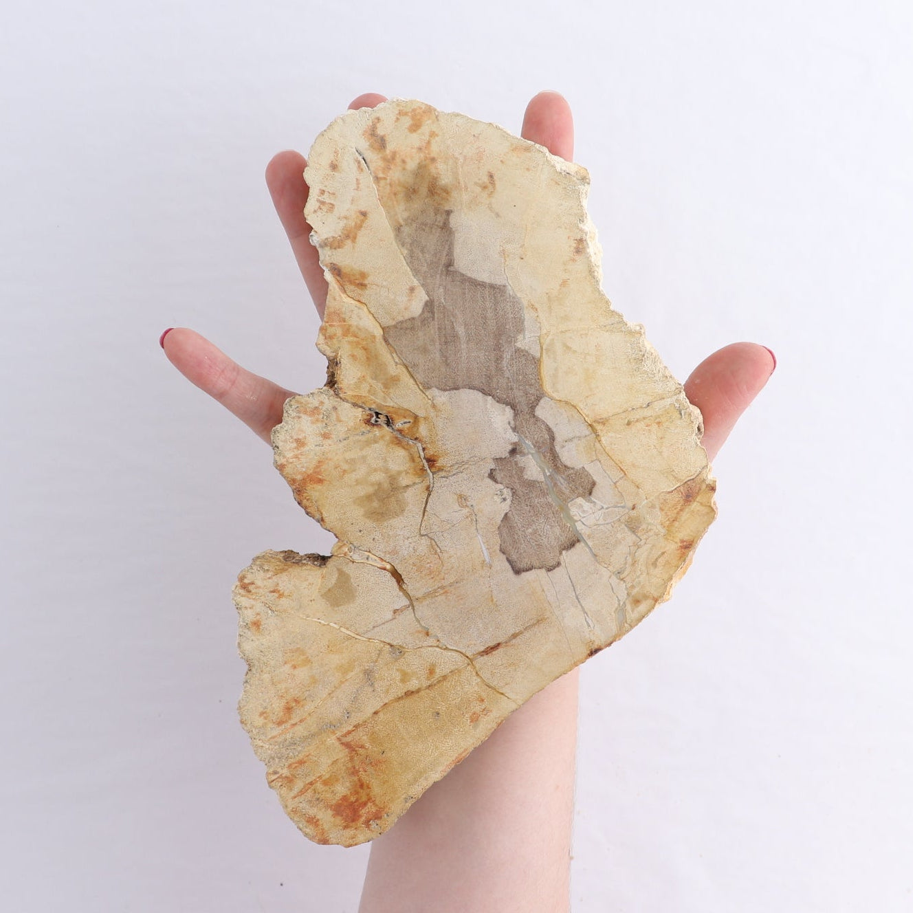 Petrified Wood Slices & Slabs Set of 4