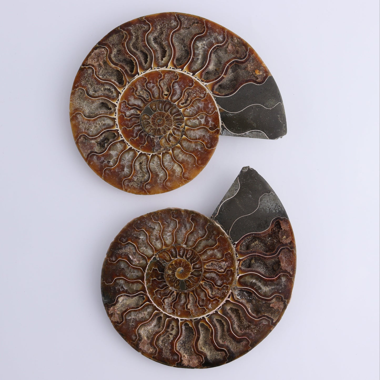 Ammonite Shells Set of 6 - Expert Wholesale and Supplier of Wholesale Crystals & Bulk Gemstones, ["Ammonite","Madagascar","shells"]