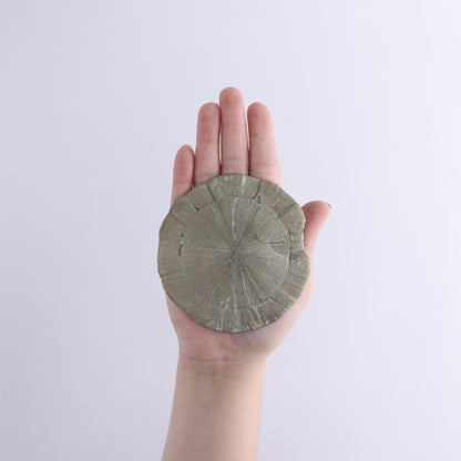 Pyrite Suns Flat of 6 - Expert Wholesale and Supplier of Wholesale Crystals & Bulk Gemstones, ["Pyrite","Suns","United States"]