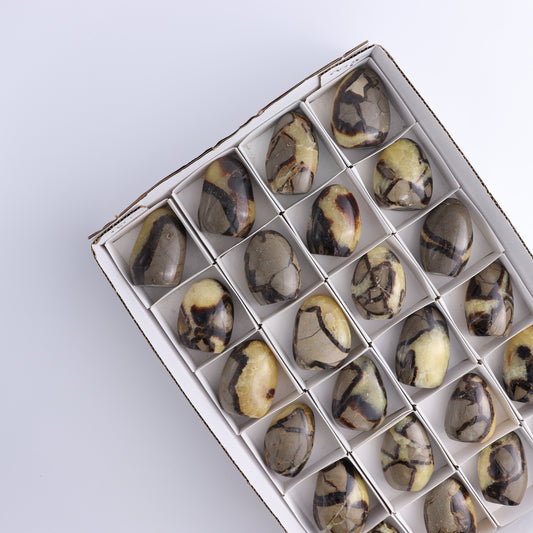 Septarian Freeforms Set of 24