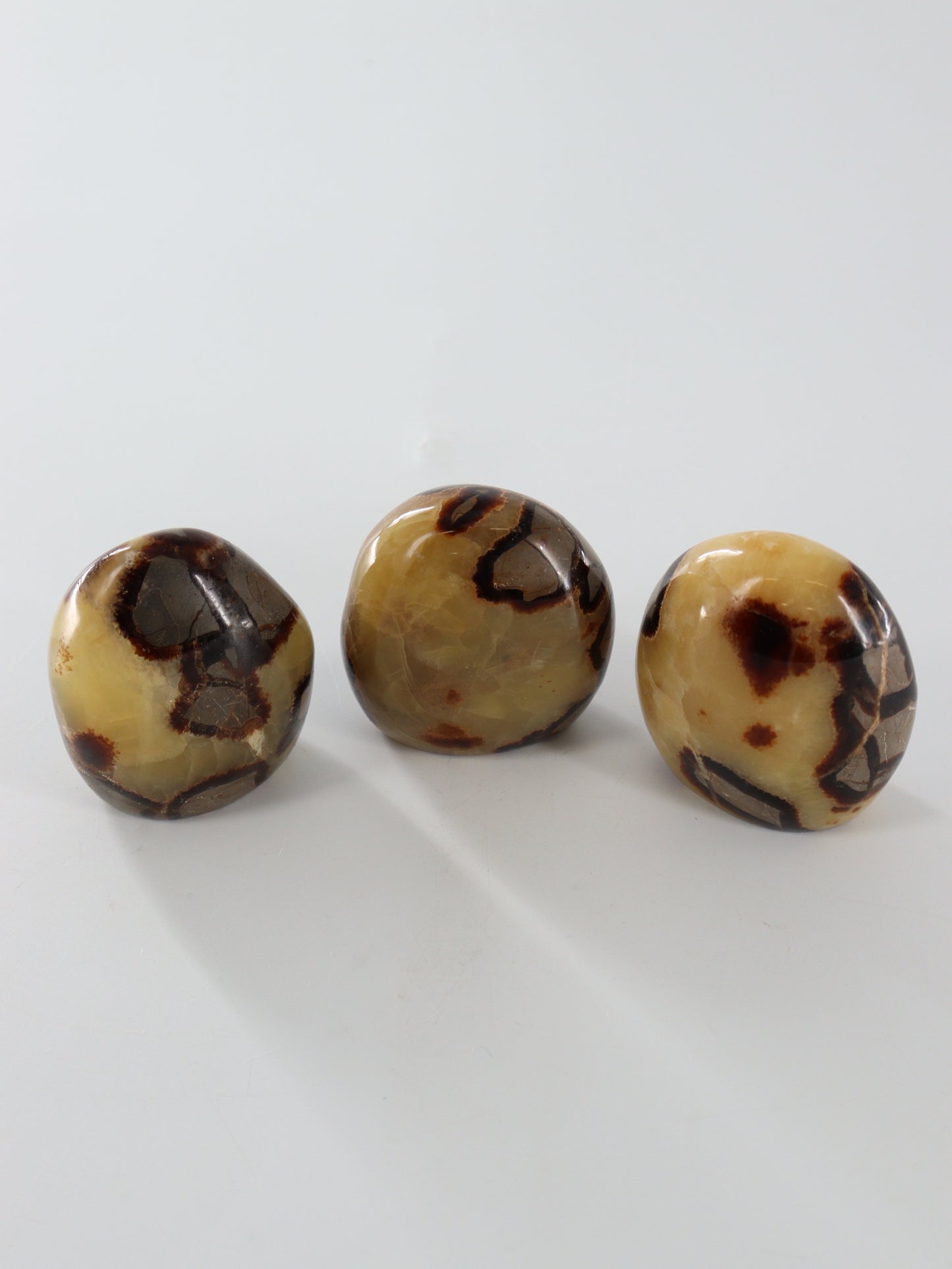 Septarian Freeforms Set of 12 - Expert Wholesale and Supplier of Wholesale Crystals & Bulk Gemstones, []
