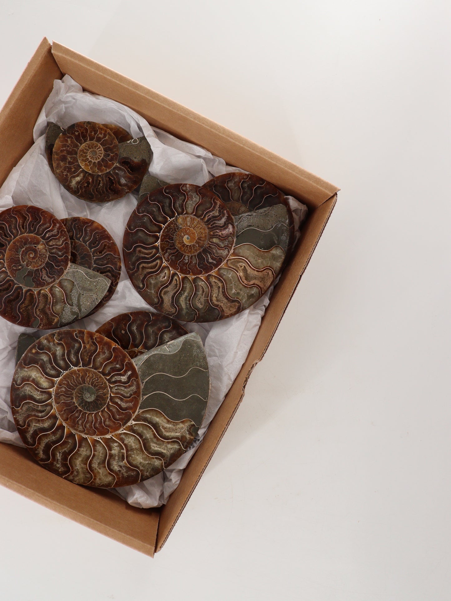 Ammonite Pairs Set of 4