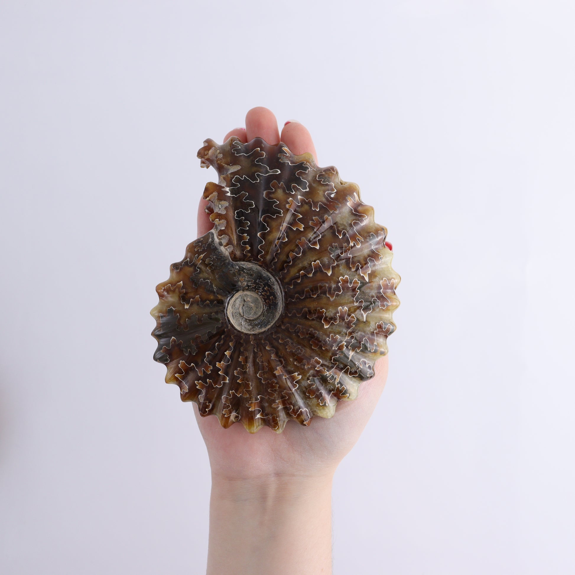 Ammonite Shells Set of 6 - Expert Wholesale and Supplier of Wholesale Crystals & Bulk Gemstones, ["Ammonite","Madagascar","shells"]