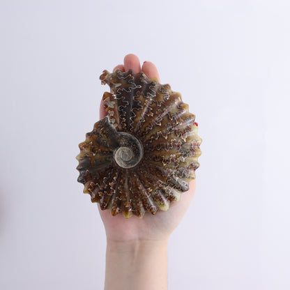 Ammonite Shells Set of 6 - Expert Wholesale and Supplier of Wholesale Crystals & Bulk Gemstones, ["Ammonite","Madagascar","shells"]