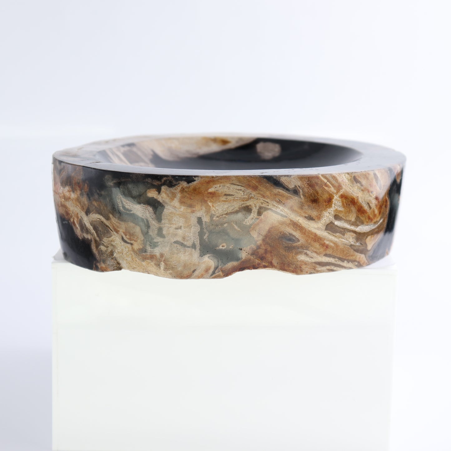 One Petrified Wood Black Polished Bowl