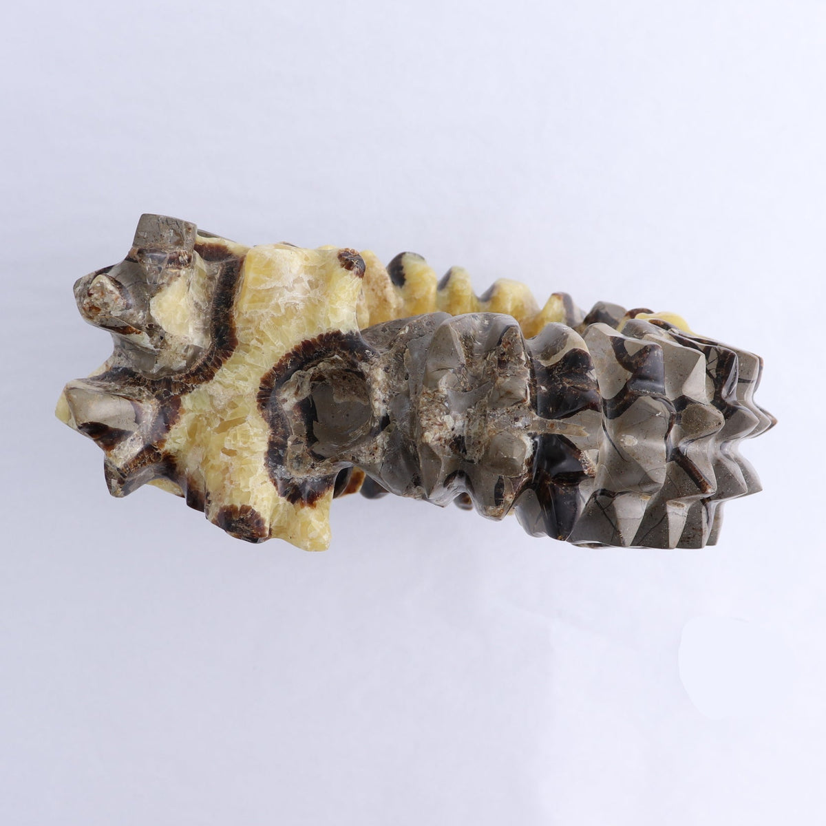 Septarian Shell