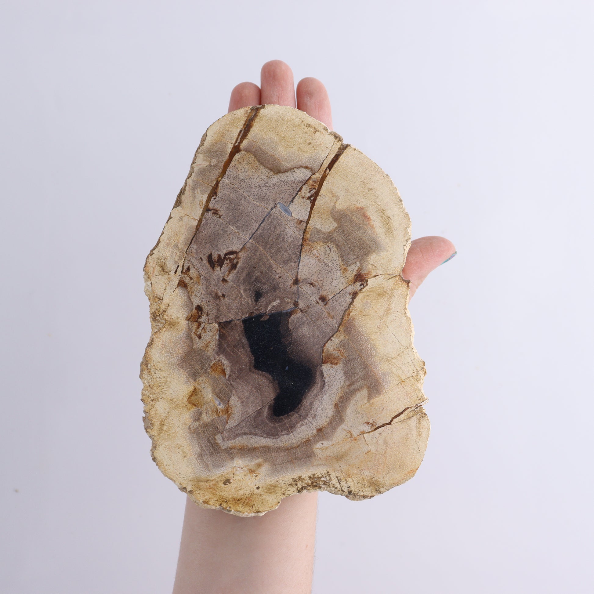 Petrified Wood Slices & Slabs Set of 3 - Expert Wholesale and Supplier of Wholesale Crystals & Bulk Gemstones, ["Freeforms","Indonesia","Petrified Wood","Slices and Slabs"]