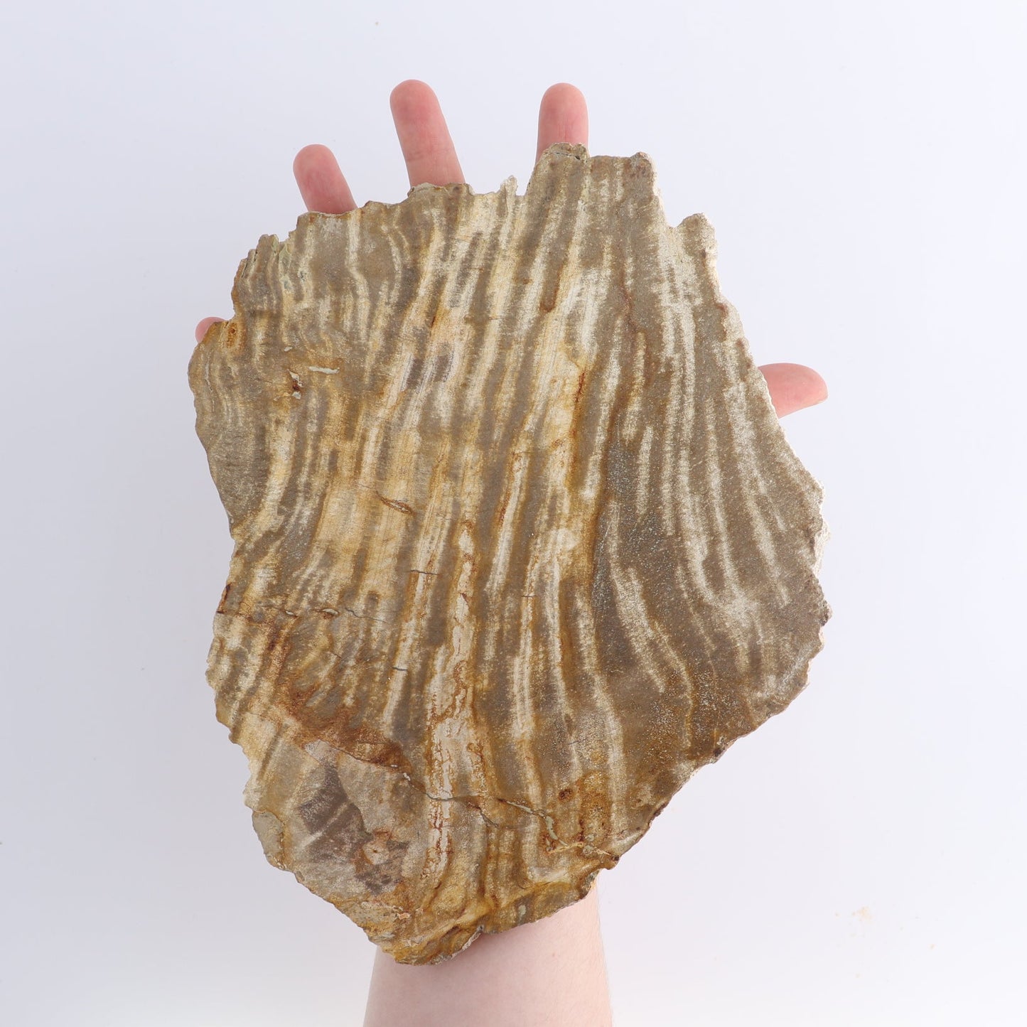 Petrified Wood Slices & Slabs Set of 4