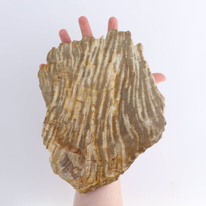 Petrified Wood Slices & Slabs Set of 4