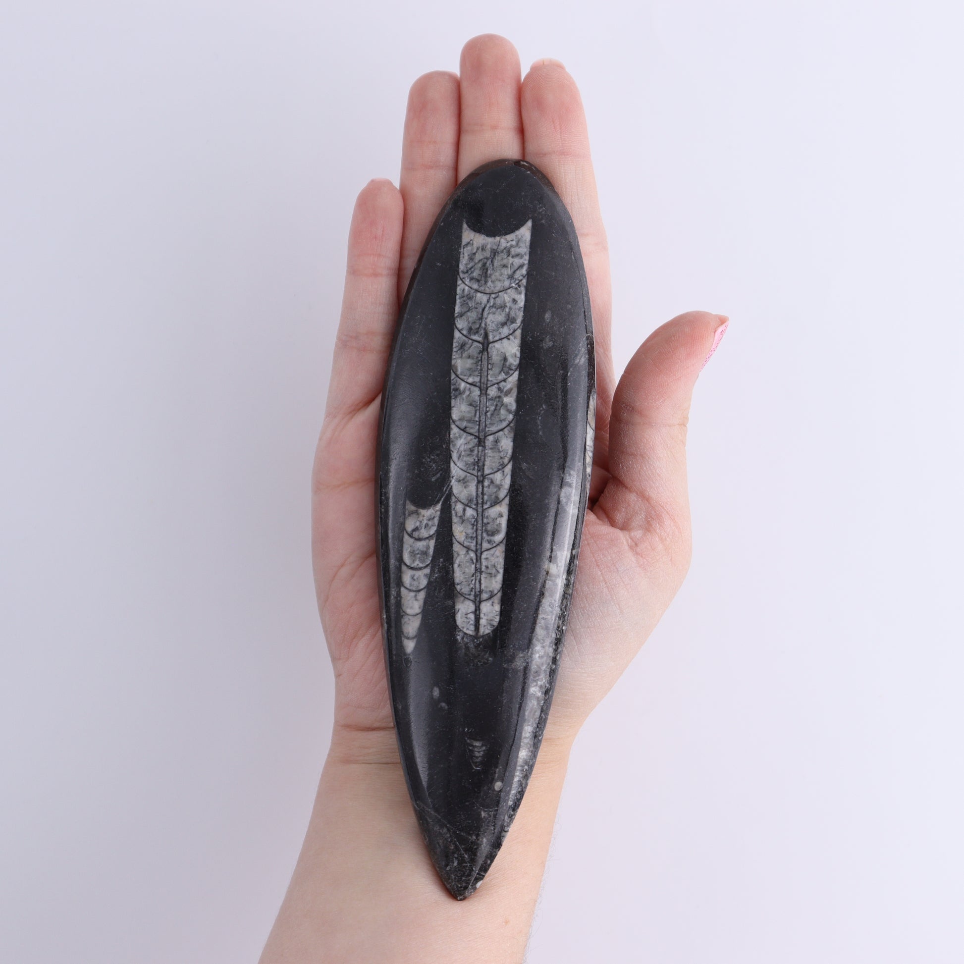 Orthoceras Polished Set of 5 - Expert Wholesale and Supplier of Wholesale Crystals & Bulk Gemstones, ["Orthoceras","Polished"]