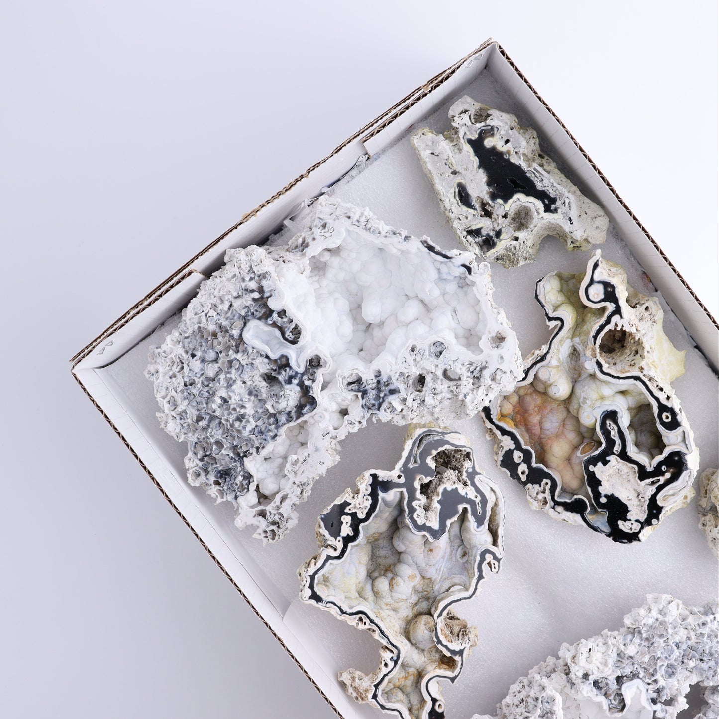 Agatized Coral Flat - Expert Wholesale and Supplier of Wholesale Crystals & Bulk Gemstones, ["Agate","Agatized Coral","Coral","United States"]