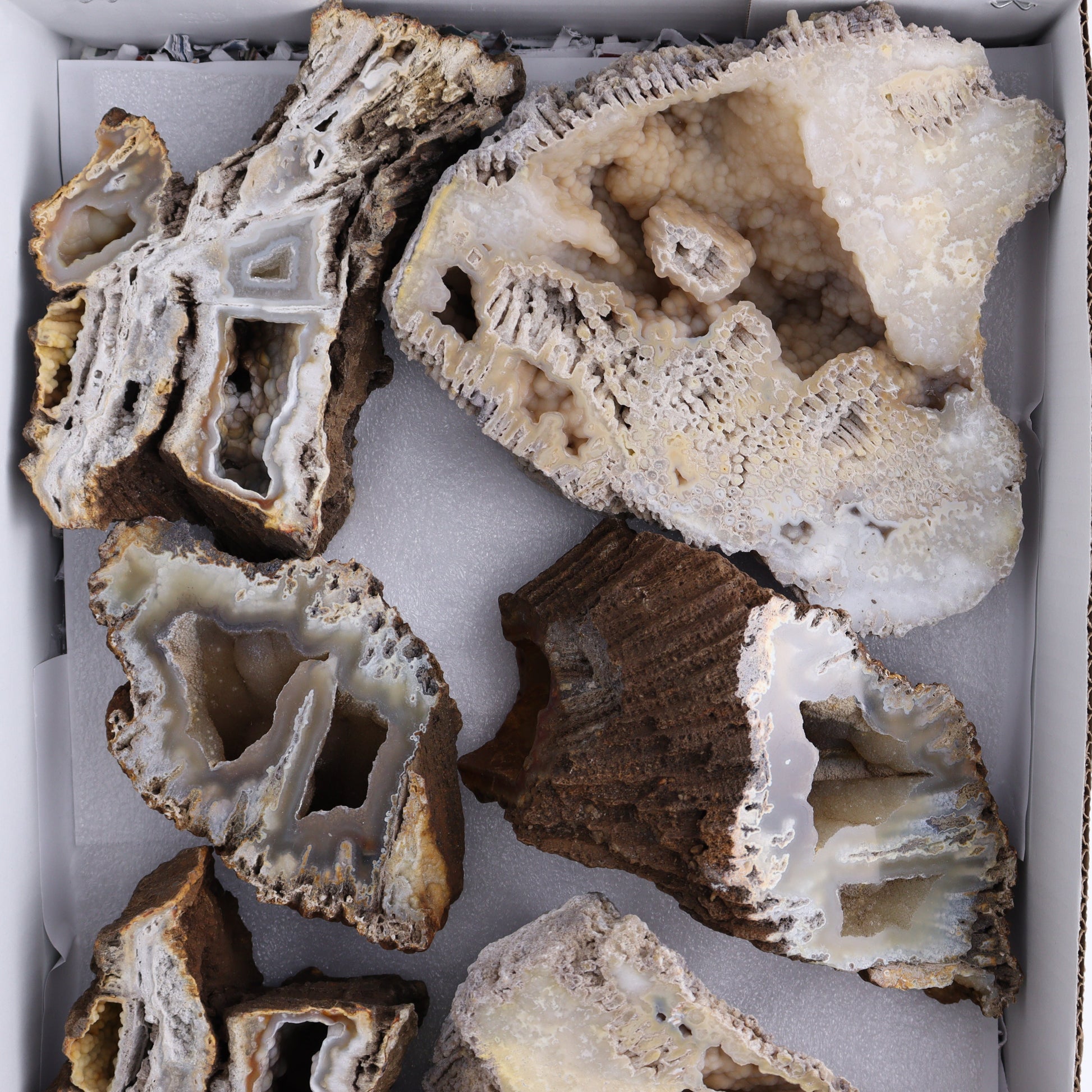 Agatized Coral Flat - Expert Wholesale and Supplier of Wholesale Crystals & Bulk Gemstones, ["Agate","Agatized Coral","Coral","United States"]