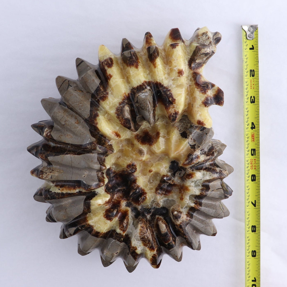 Septarian Shell