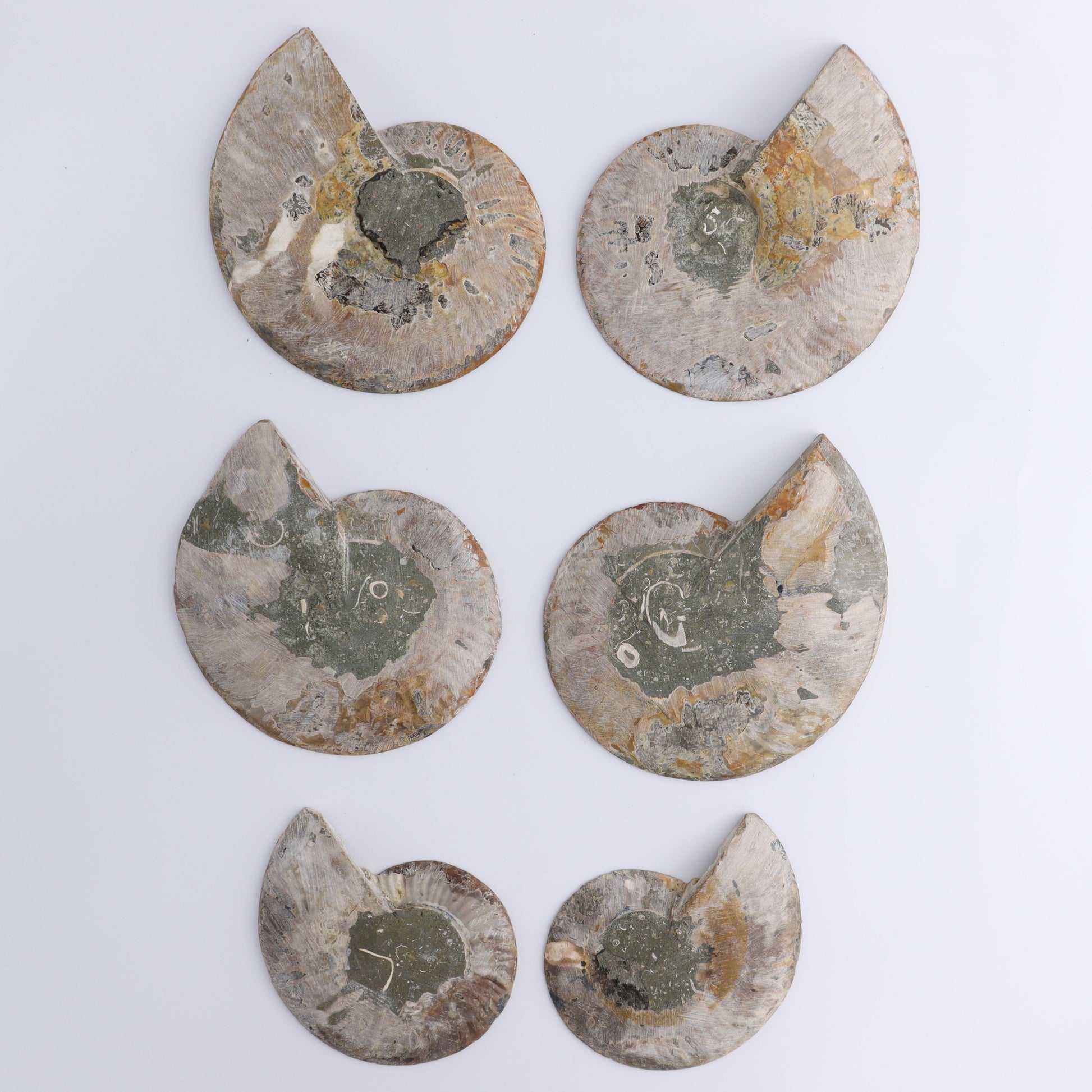 Ammonite Shells Set of 6 - Expert Wholesale and Supplier of Wholesale Crystals & Bulk Gemstones, ["Ammonite","Madagascar","shells"]