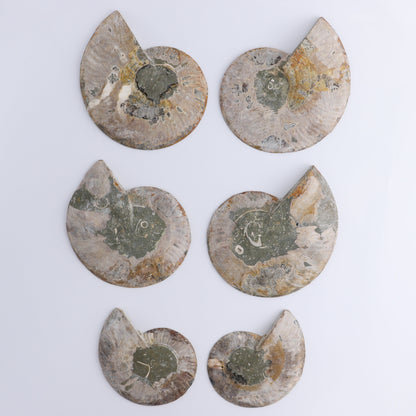 Ammonite Shells Set of 6 - Expert Wholesale and Supplier of Wholesale Crystals & Bulk Gemstones, ["Ammonite","Madagascar","shells"]