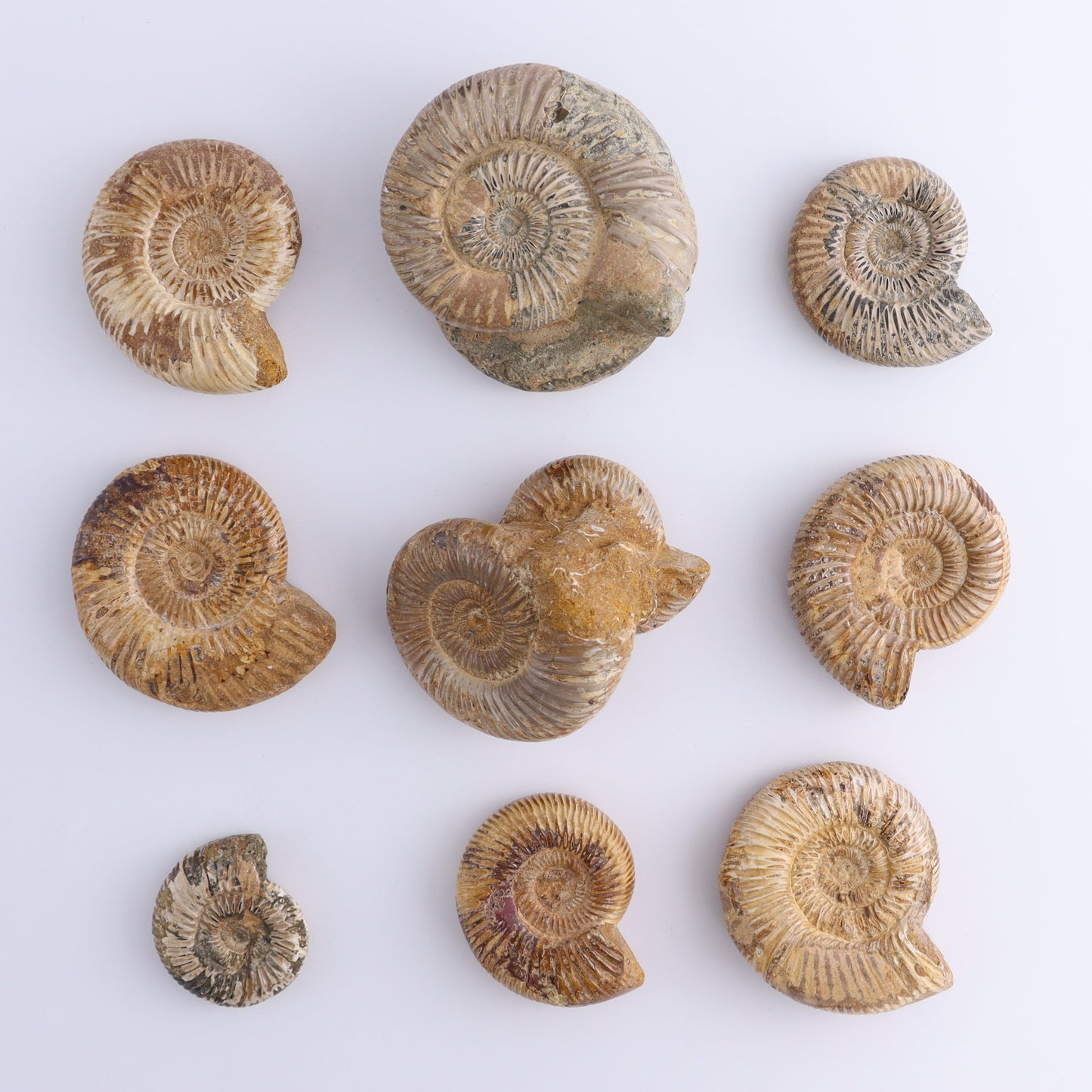 Fossilized Ammonite Set of 9 - Expert Wholesale and Supplier of Wholesale Crystals & Bulk Gemstones, ["Ammonite","Fossilized Ammonite","Madagascar"]