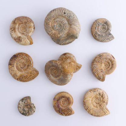 Fossilized Ammonite Set of 9 - Expert Wholesale and Supplier of Wholesale Crystals & Bulk Gemstones, ["Ammonite","Fossilized Ammonite","Madagascar"]