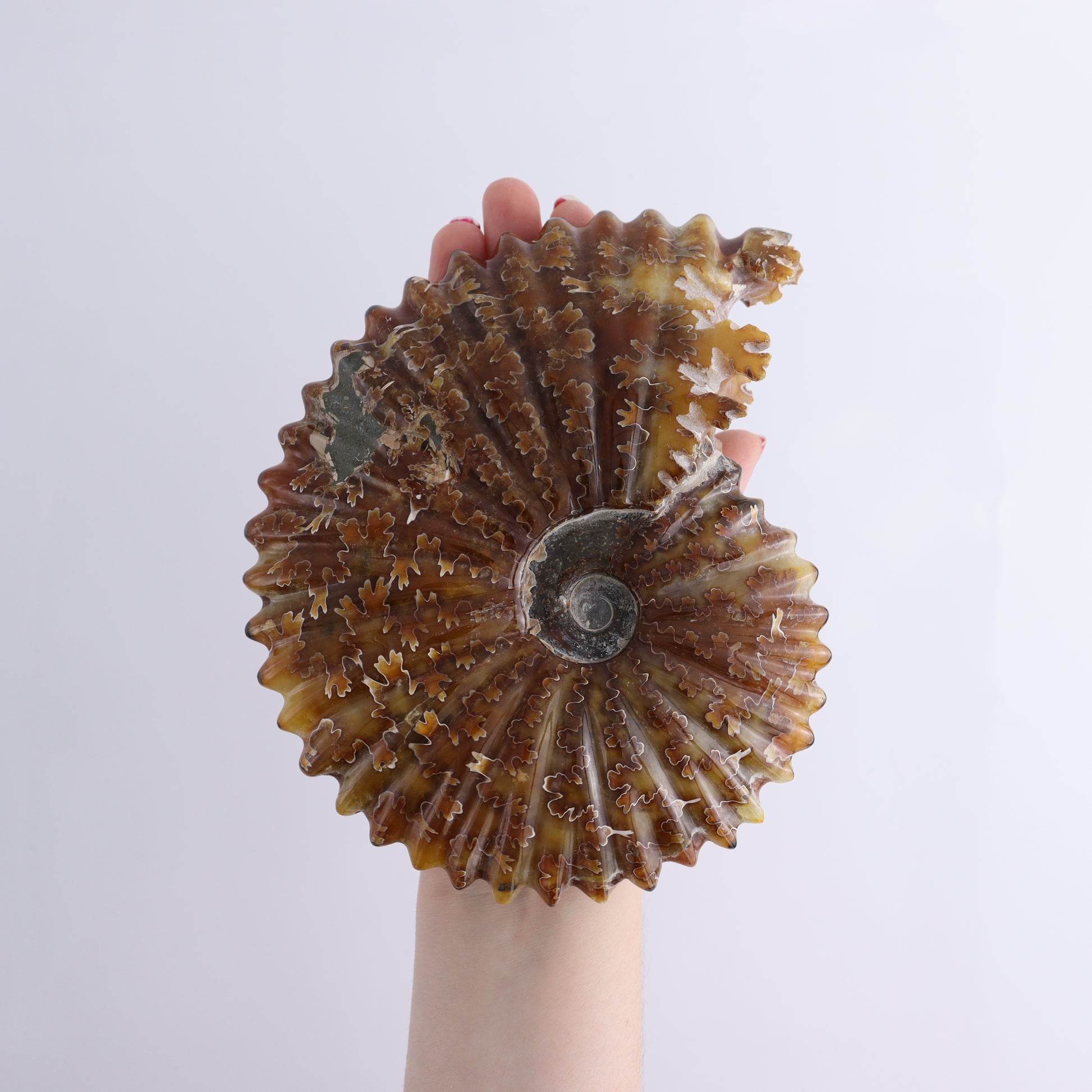 Ammonite Shells Set of 6 - Expert Wholesale and Supplier of Wholesale Crystals & Bulk Gemstones, ["Ammonite","Madagascar","shells"]
