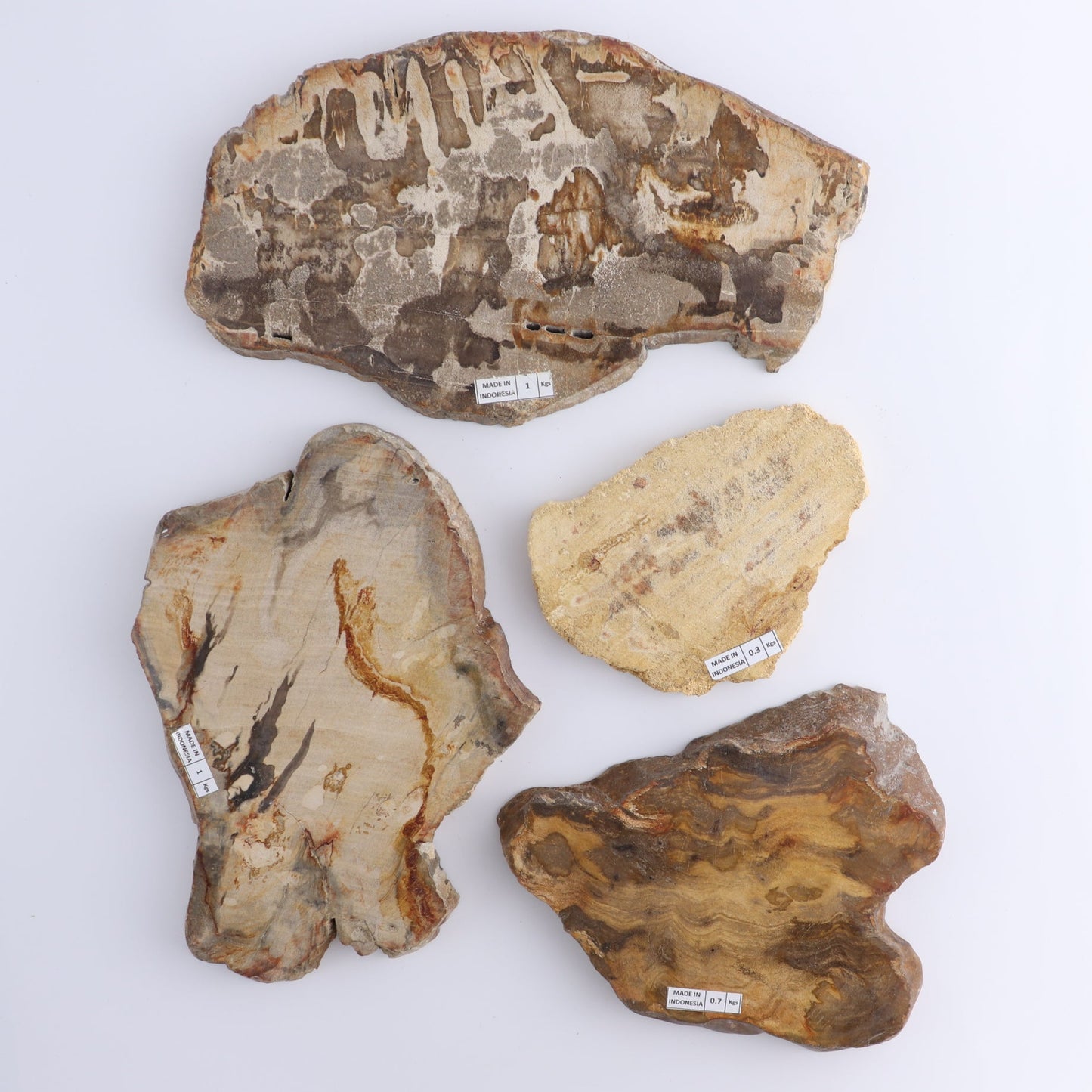 Petrified Wood Slices & Slabs Set of 4