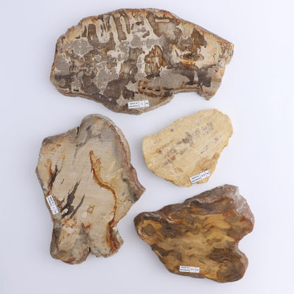 Petrified Wood Slices & Slabs Set of 4