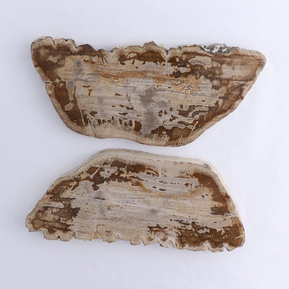 Petrified Wood Slices & Slabs Set of 2