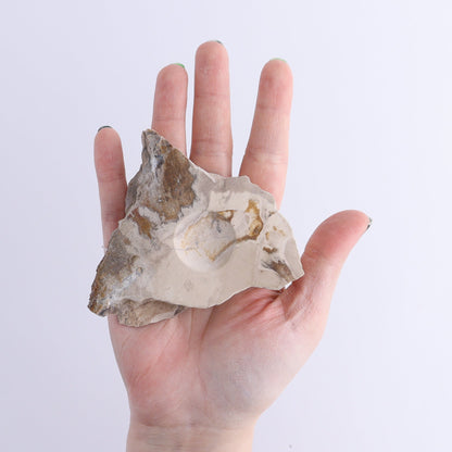 Petrified Wood Sphere Holders Set of 5 - Expert Wholesale and Supplier of Wholesale Crystals & Bulk Gemstones, ["Petrified Wood","sphere holder"]
