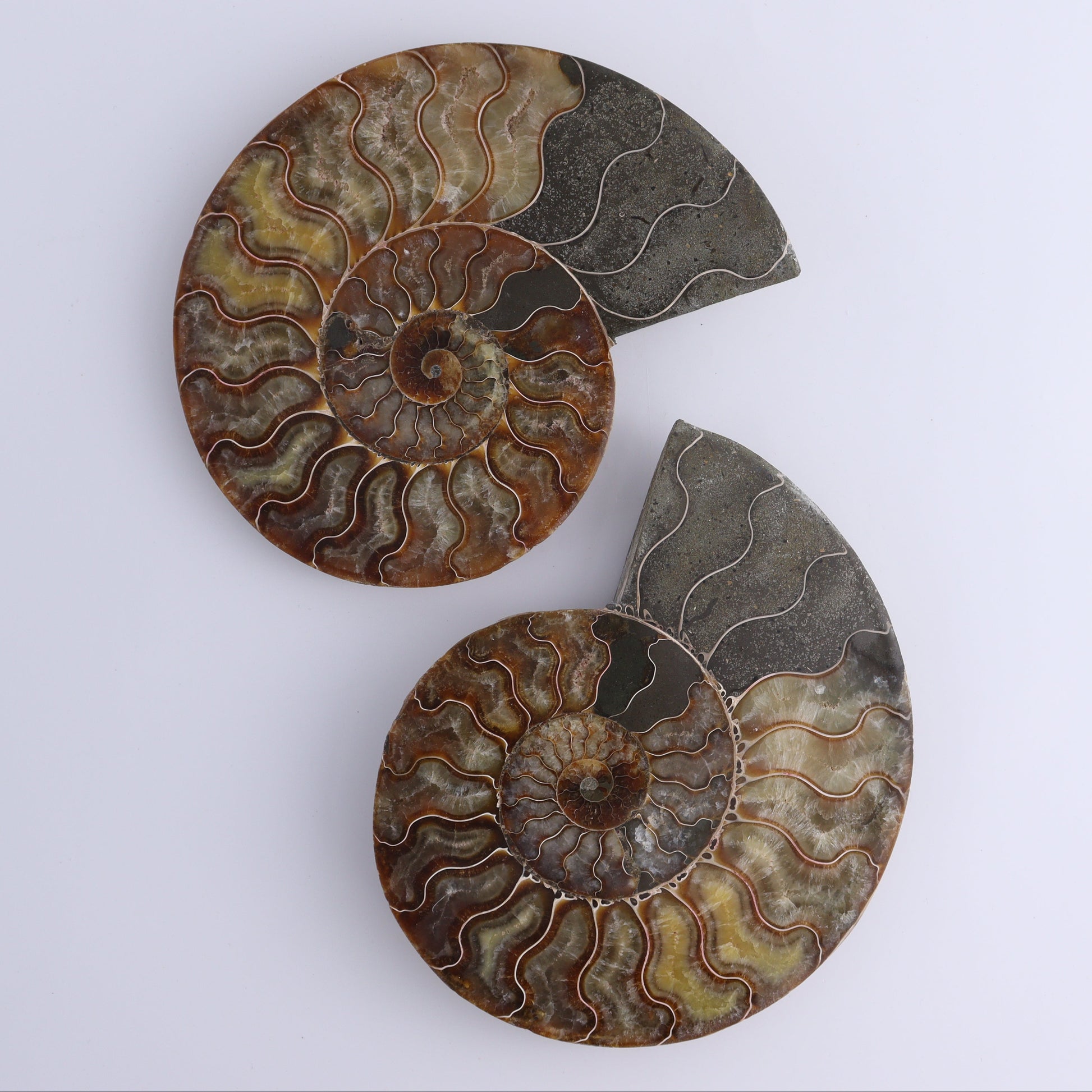 Ammonite Shells Set of 6 - Expert Wholesale and Supplier of Wholesale Crystals & Bulk Gemstones, ["Ammonite","Madagascar","shells"]