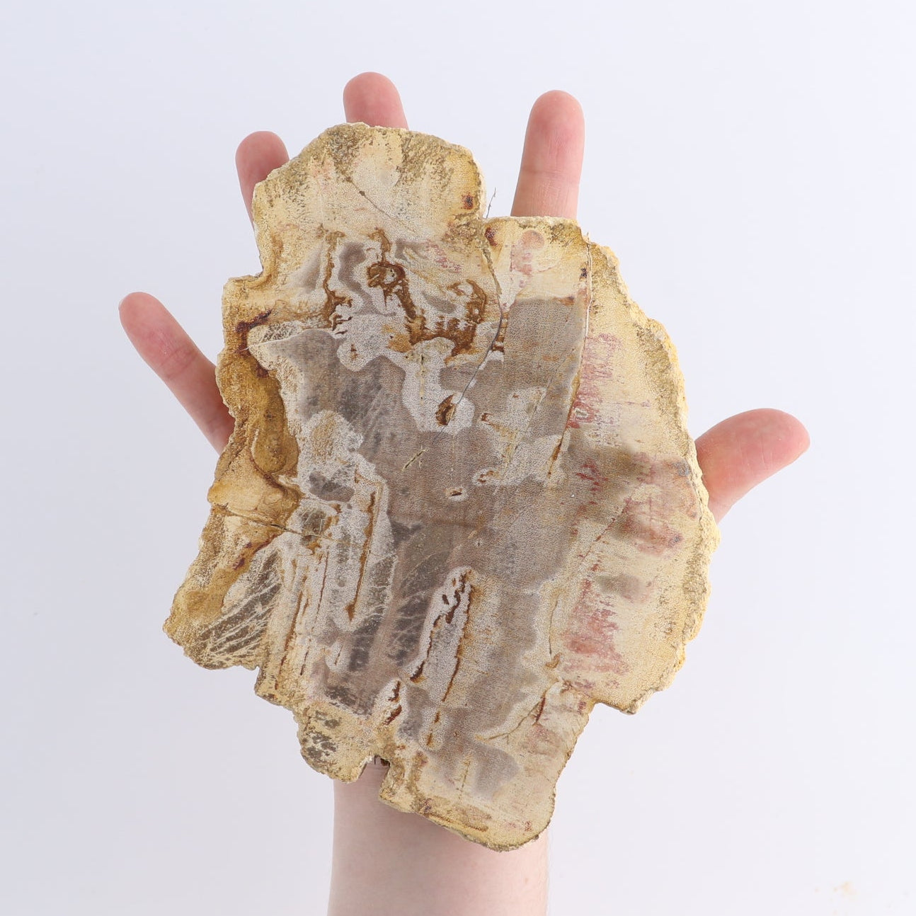 Petrified Wood Slices & Slabs Set of 4