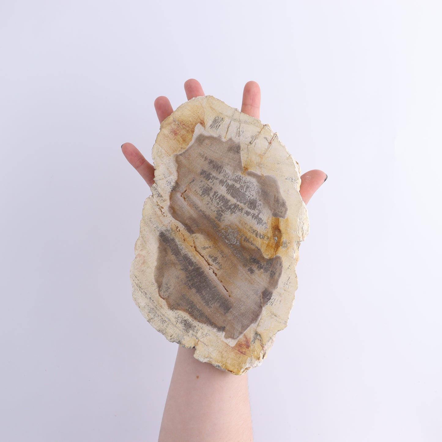 Petrified Wood Slices & Slabs Set of 3 - Expert Wholesale and Supplier of Wholesale Crystals & Bulk Gemstones, ["Freeforms","Indonesia","Petrified Wood","Slices and Slabs"]