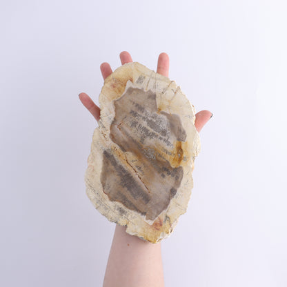 Petrified Wood Slices & Slabs Set of 3 - Expert Wholesale and Supplier of Wholesale Crystals & Bulk Gemstones, ["Freeforms","Indonesia","Petrified Wood","Slices and Slabs"]
