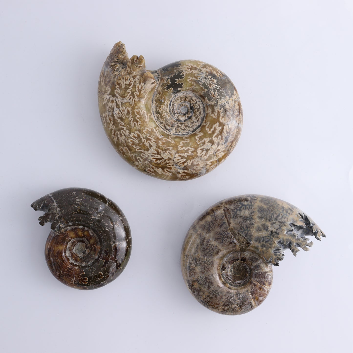 Agate Shells Set of 3 - Expert Wholesale and Supplier of Wholesale Crystals & Bulk Gemstones, ["Agate","Madagascar","shells"]