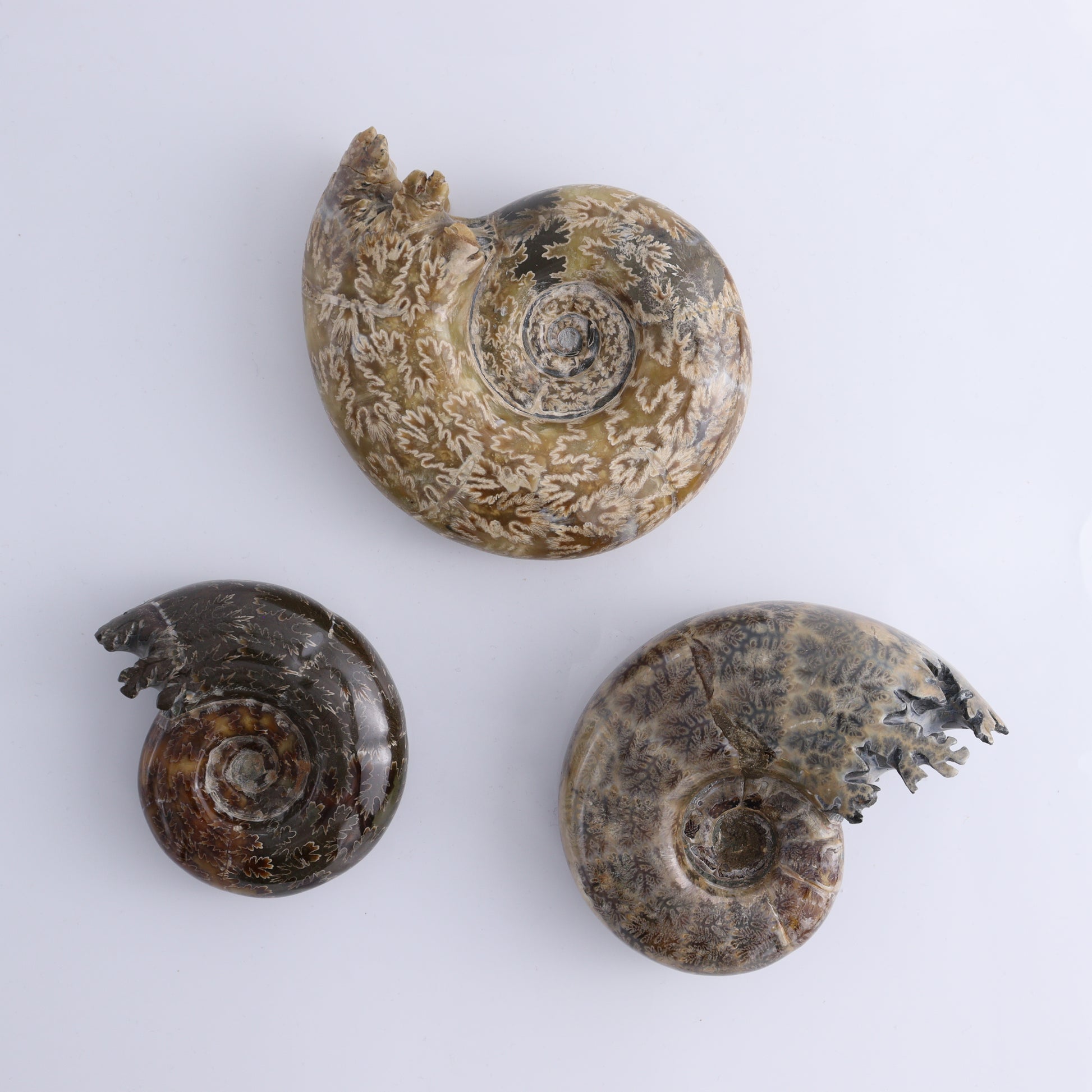 Agate Shells Set of 3 - Expert Wholesale and Supplier of Wholesale Crystals & Bulk Gemstones, ["Agate","Madagascar","shells"]