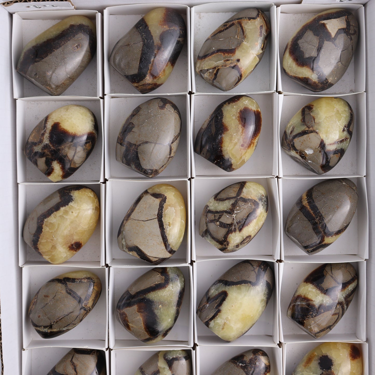 Septarian Freeforms Set of 24 - Expert Wholesale and Supplier of Wholesale Crystals & Bulk Gemstones, ["Freeforms","Madagascar","Septarian"]