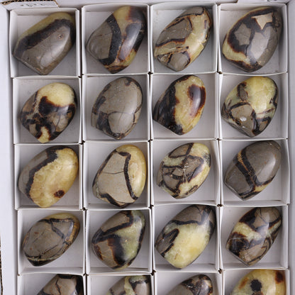 Septarian Freeforms Set of 24 - Expert Wholesale and Supplier of Wholesale Crystals & Bulk Gemstones, ["Freeforms","Madagascar","Septarian"]