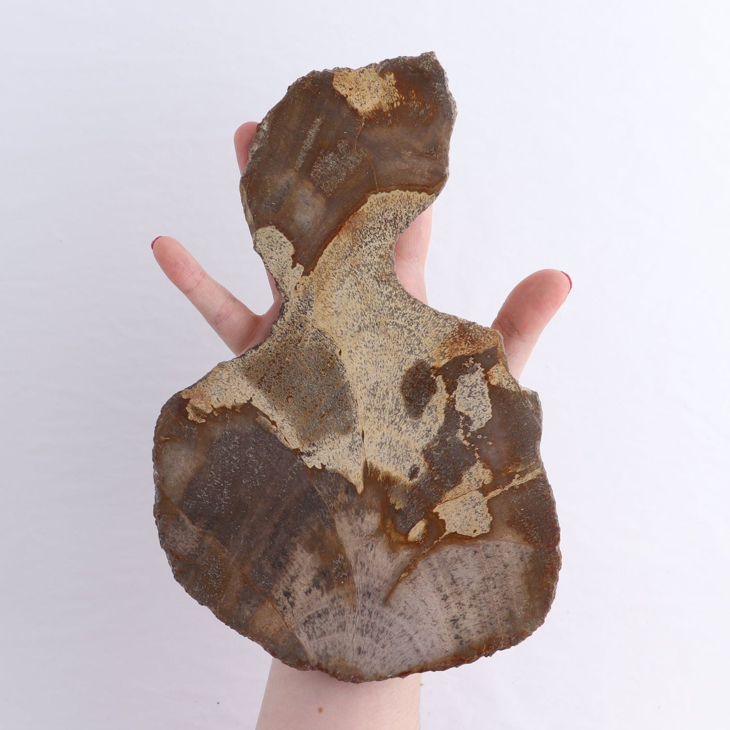 Petrified Wood Slices & Slabs Set of 4