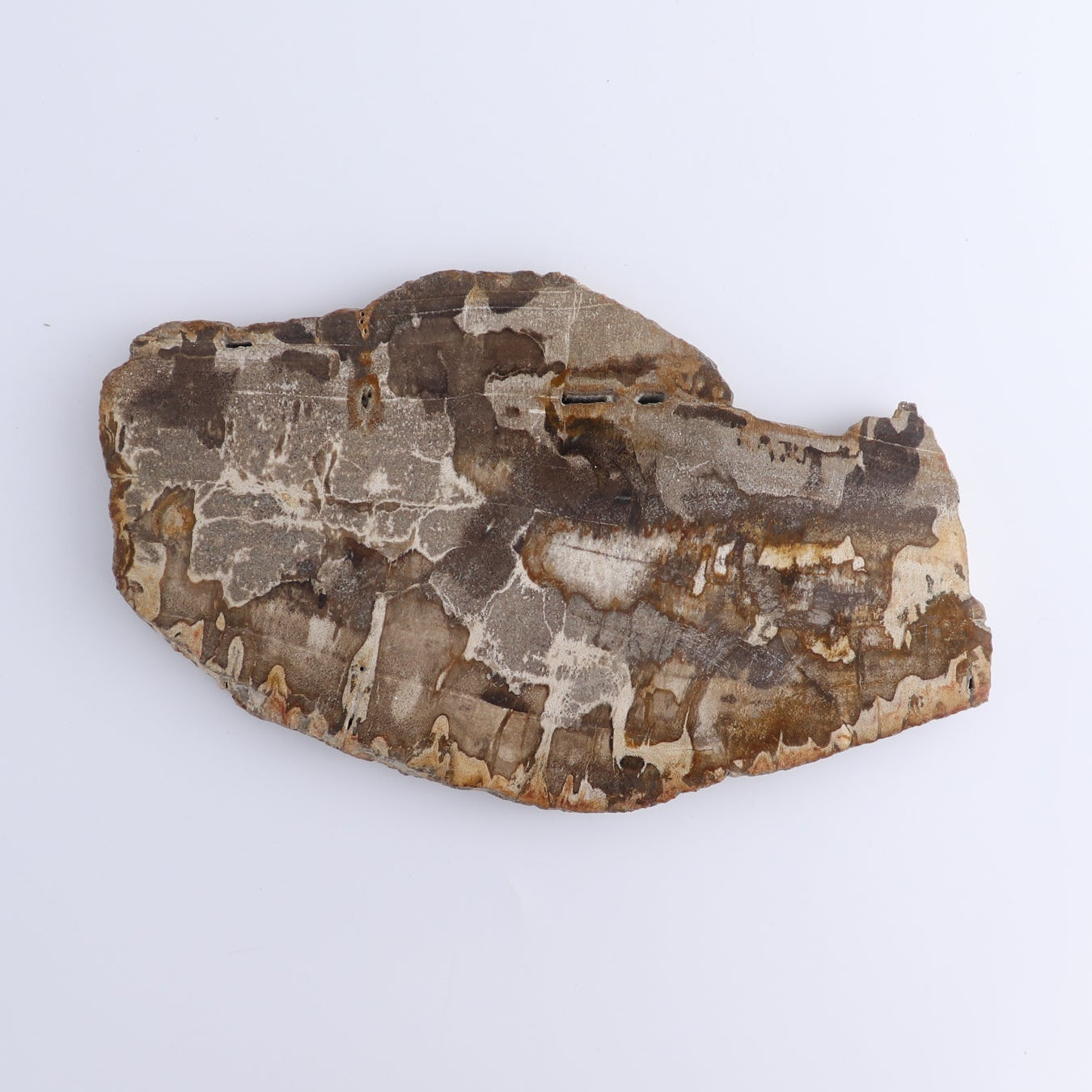 Petrified Wood Slices & Slabs Set of 4