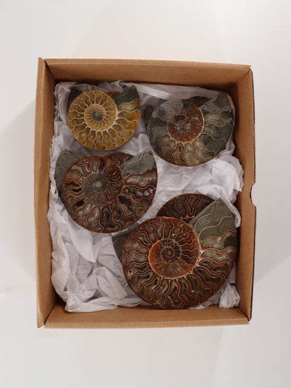 Ammonite Pairs Set of 4